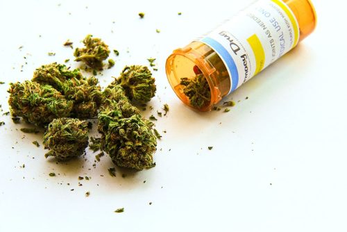 Cannabis cultivation