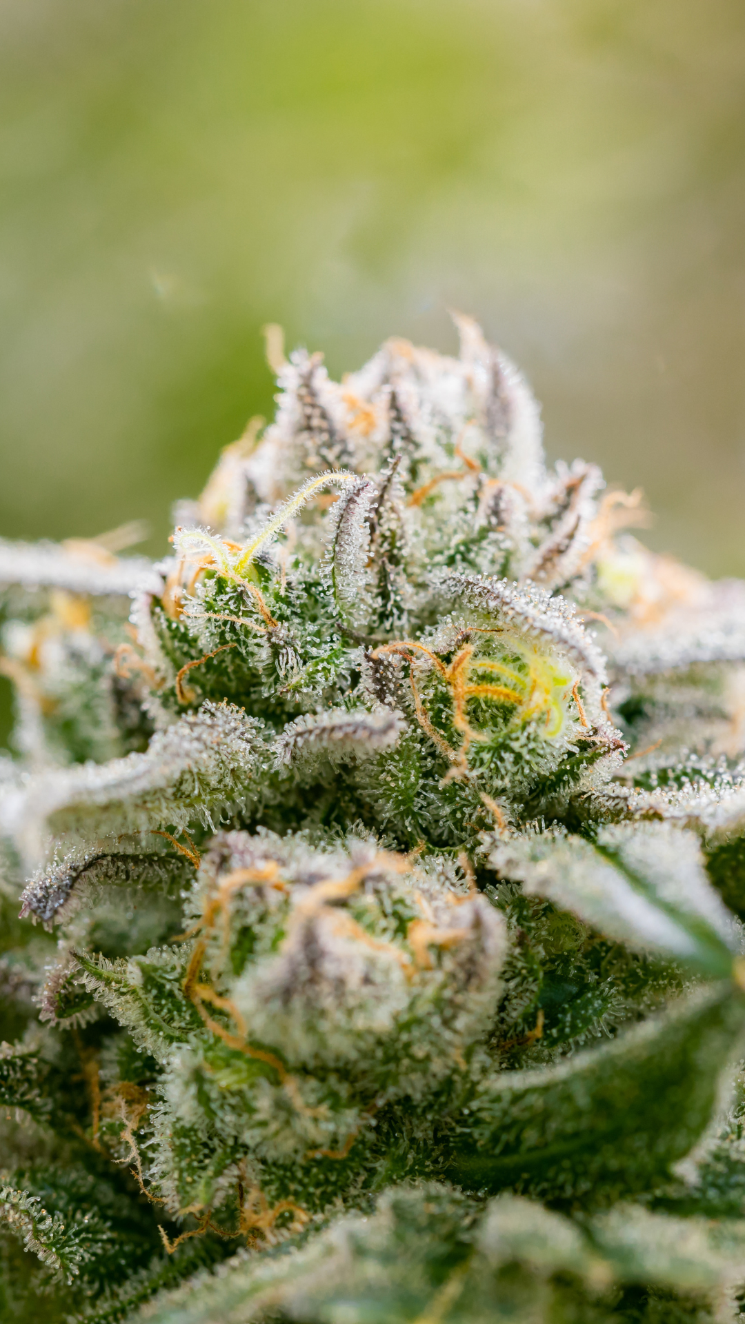 Flowering Stage