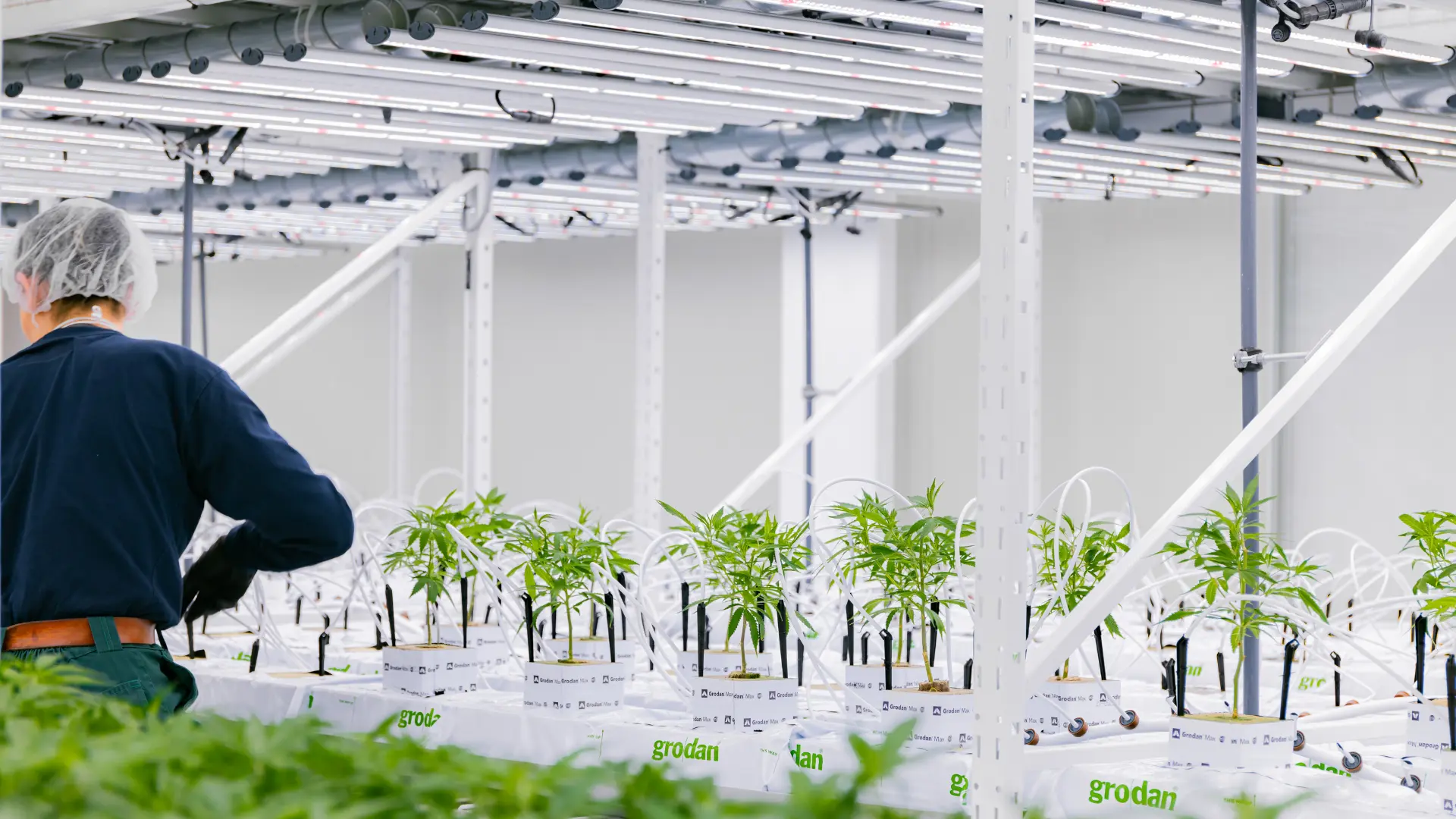 Vegetative Stage