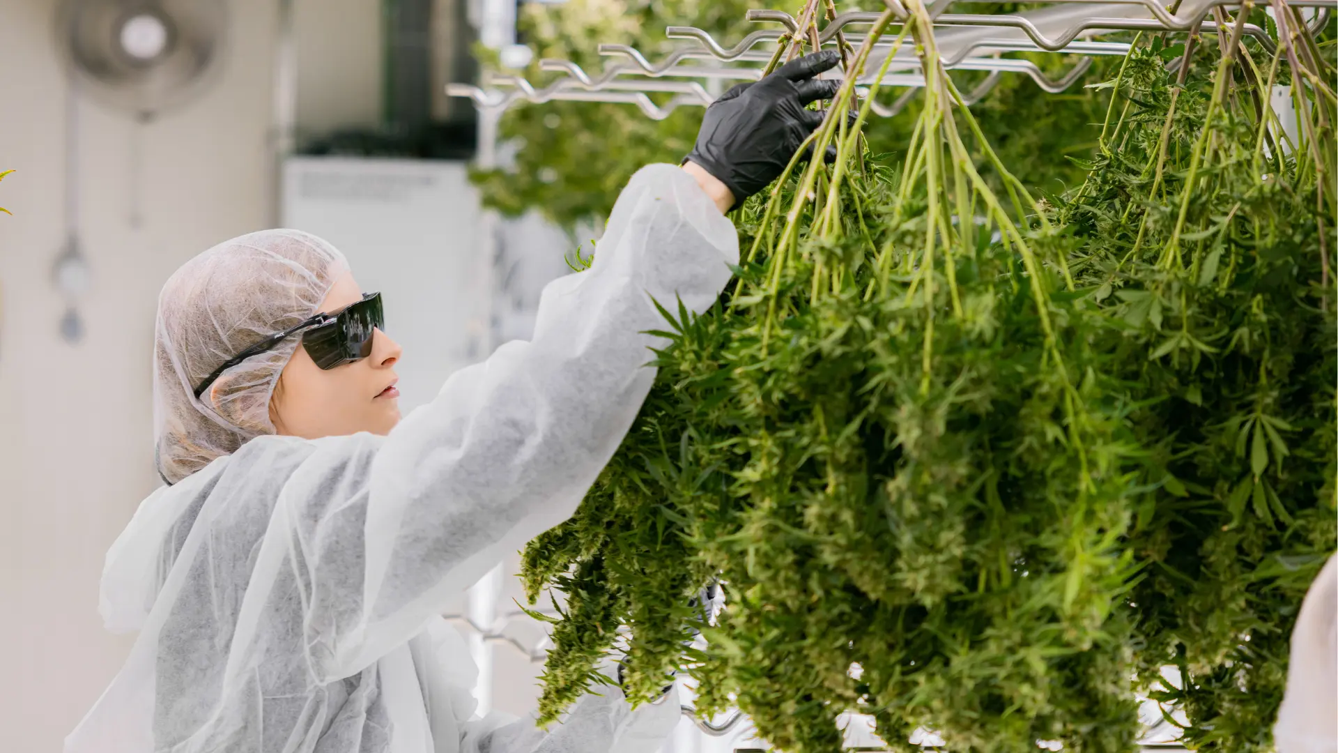 Harvest